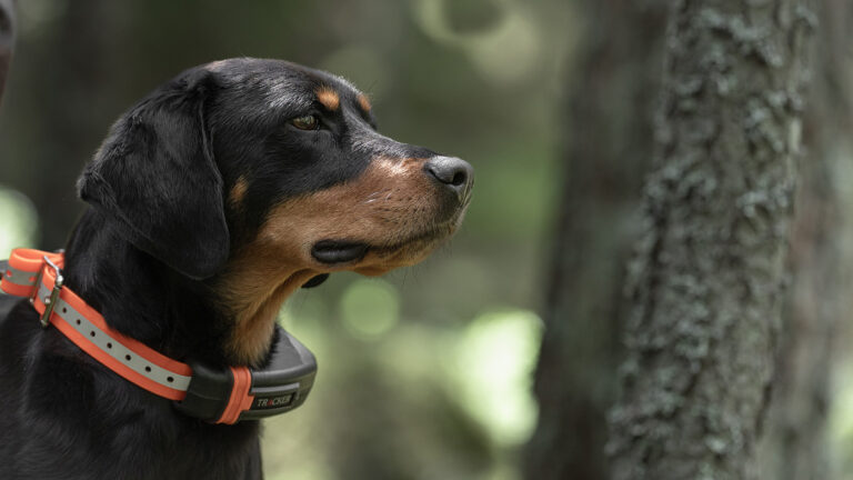 Top-Quality Design and Mechanical Design for Tracker Luna the Dog Tracking Device