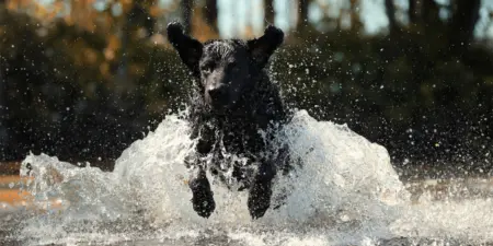 Tracker’s new dog tracking device supports a conscious, safe, and active everyday life